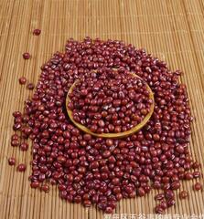 厂家批发东北优质红小豆 农家精选珍珠红豆非赤豆珍珠粒五谷杂粮
