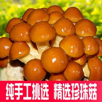 林中宝特级珍珠菇150g 野生干货菌食用香菇蘑菇滑子菇滑子蘑批发