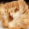 卢氏伏牛山天然野生椴木猴头菇干货食用菌蘑菇绿色食品