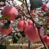冰糖心苹果8斤大果 大沙河现采现摘 脆甜新鲜水果红富士产地批发