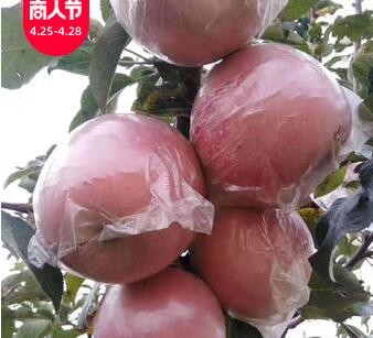 陕西纸加膜红富士苹果当季新鲜水果脆甜多汁18枚整箱一件代发