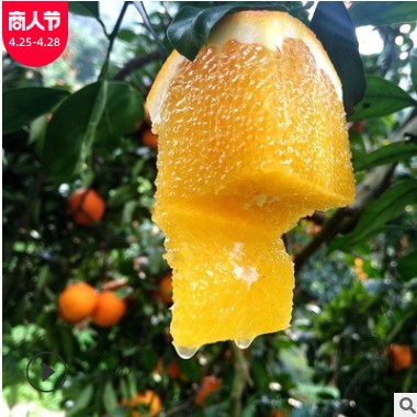 宜昌秭归【纽荷尔5斤】新鲜水果橙子脐橙5斤新鲜橙子当季孕妇水果