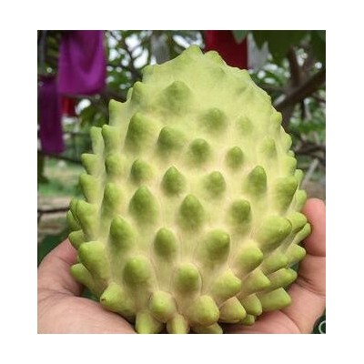 [预售]释迦水果 当季番荔枝释迦果新鲜 台湾摩尼果 5斤