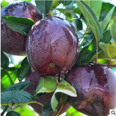 黑卡苹果 紫色浪漫圣诞苹果 新品种黑钻苹果新鲜水果一件代发D