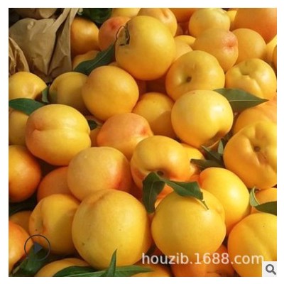 【露天黄金油桃】新鲜黄金油桃3斤5斤装应季脆甜黄肉蜜桃一件代发