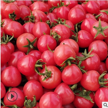 山东新鲜圣女果5斤千禧果樱桃小番茄水果农家西红柿蔬菜