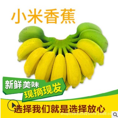 广西新鲜小米蕉香蕉5斤9斤当季苹果蕉芭蕉小香蕉水果一件代发