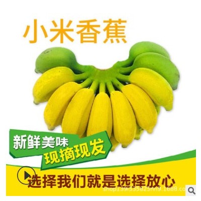 广西新鲜小米蕉香蕉5斤9斤当季苹果蕉芭蕉小香蕉水果一件代发