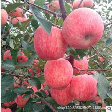 新鲜农产品水果山东红富士苹果烟台苹果脆甜多汁 鲜水果整箱批发