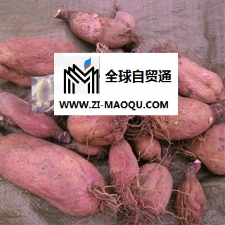 萝卜头，地骷髅，精品 产地 四川省成都市双流县