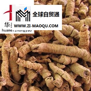 巴戟肉 大统 产地 广东省 华美中药 产地直销 重在品质