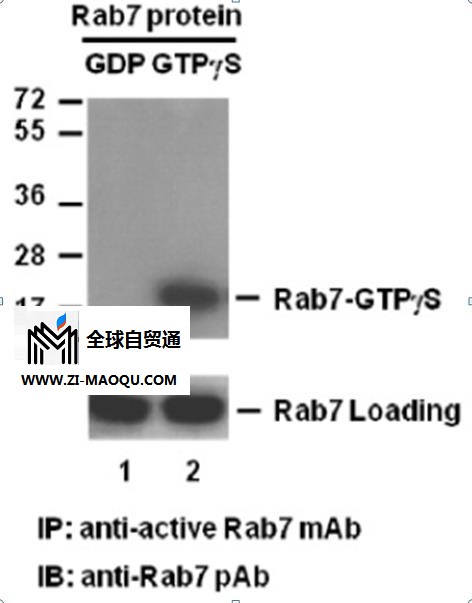 百意欣生物(多图)-Rab35 GTP