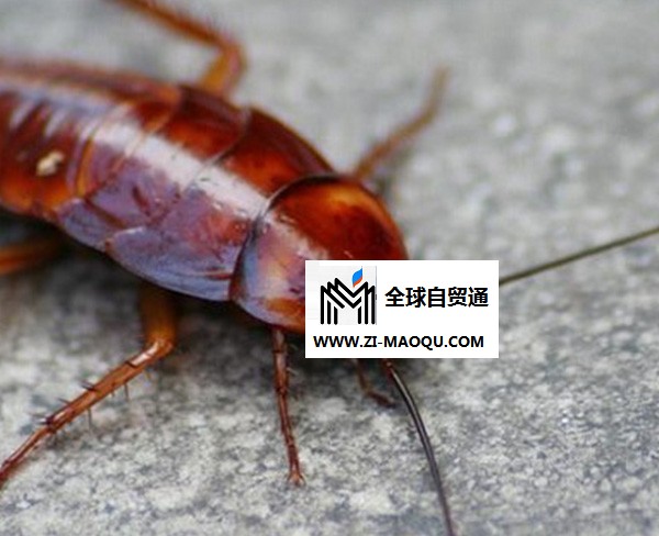 甲壳虫|绿色环保-合肥防治蟑螂